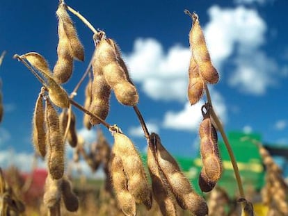 Una plantaci&oacute;n de soja. 