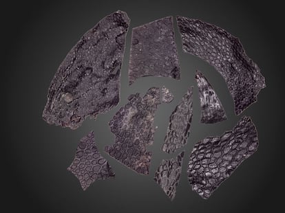 The skin fragments clearly show the scales of the amniotes.