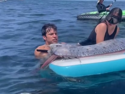 Un extraño pez de casi cinco metros de largo aparece en la costa de California