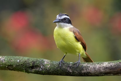 El canto del Bichofué fue usada en la melodía de la serie. 