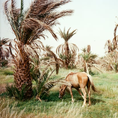 Oasis de M’hamid El Ghizlane, en abril de 2022. La pastura y las últimas palmeras antes del desierto. 