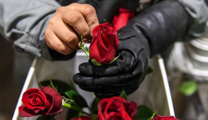 Un trabajador comprueba la calidad de las rosas que se venderán en San Valentín en la ciudad colombiana de Tabio, el 1 de febrero de 2018.