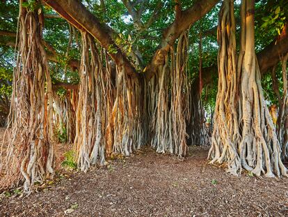 Muchos ficus tienen raíces aéreas que sirven de muleta a las ramas del árbol.