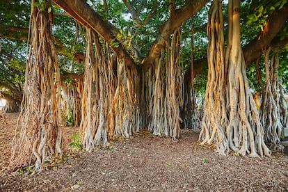 Ficus cuaderno del jardinero