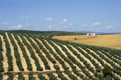 Olivares en la provincia de Jaén.