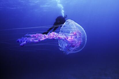 Medusas las islas del Canal, al sur de California