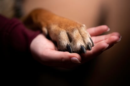 La conciencia no es algo exclusivo de los seres humanos.