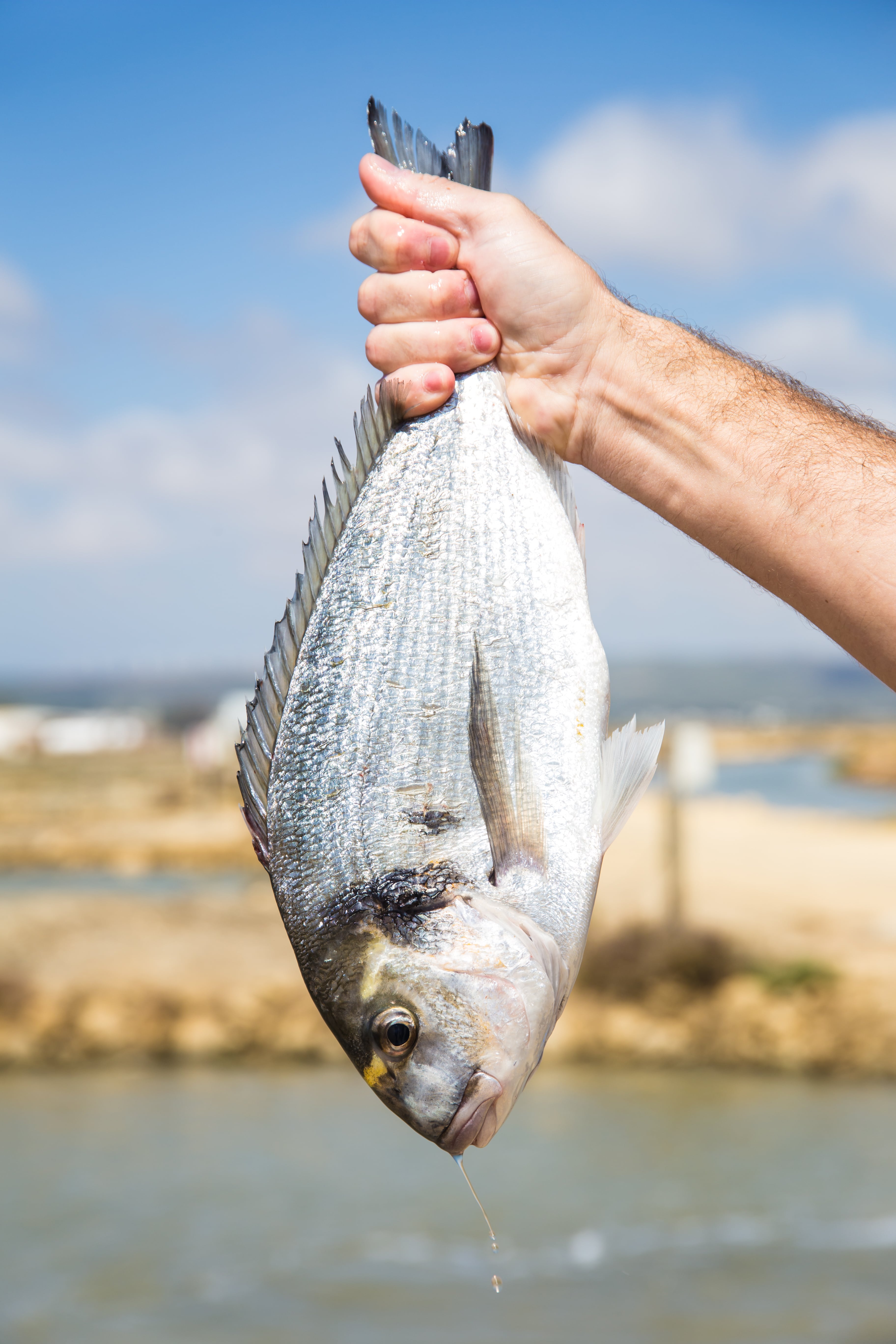 Pescados de estero, los ‘pata negra’ que crecen en las salinas milenarias de Cádiz 