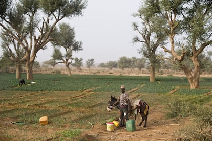 Huertos de cebollas cerca de Zangarata en la provincia de Keita. Acción contra el Hambre ayuda con su programa “cash for work” a la recuperación de tierras baldías. De este modo se consiguen dos cosas; dinero para los que trabajan y mejora en las tierras cultivables incluida la subida del nivel de agua en los acuíferos.