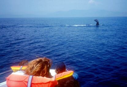 Excursión para ver ballenas el Estrecho de Gibraltar.