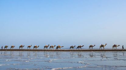 Caravana de camellos transportanso sal en la depresi&oacute;n de Danakil, al norte de Etiop&iacute;a. 