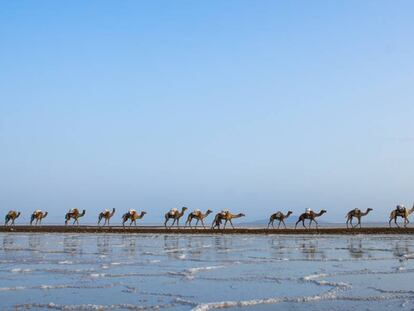 Caravana de camellos transportanso sal en la depresi&oacute;n de Danakil, al norte de Etiop&iacute;a. 