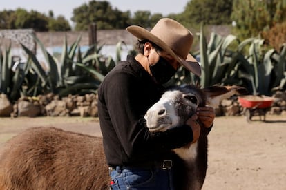 “Não é um burro a mais para ser descartado depois de ter trabalhado e sofrido toda a vida”, diz Germán Flores, que dirige este paraíso equino desde 2006.