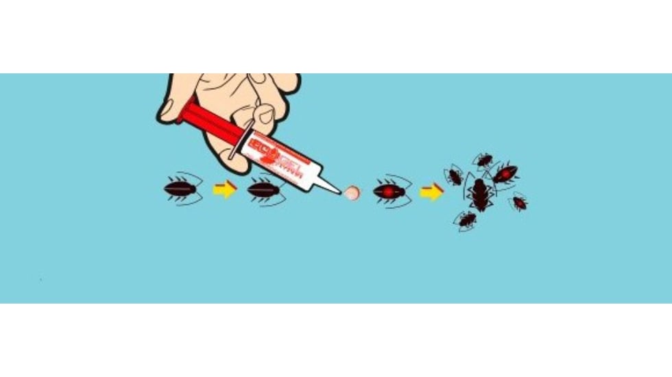 Una sola gota de Ecogel puede acabar con 50 cucarachas.