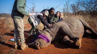 Descornado de un rinoceronte negro en una reserva privada de caza ubicada cerca del Parque Nacional Kruger en Phalabora (Sudáfrica) en 2020.