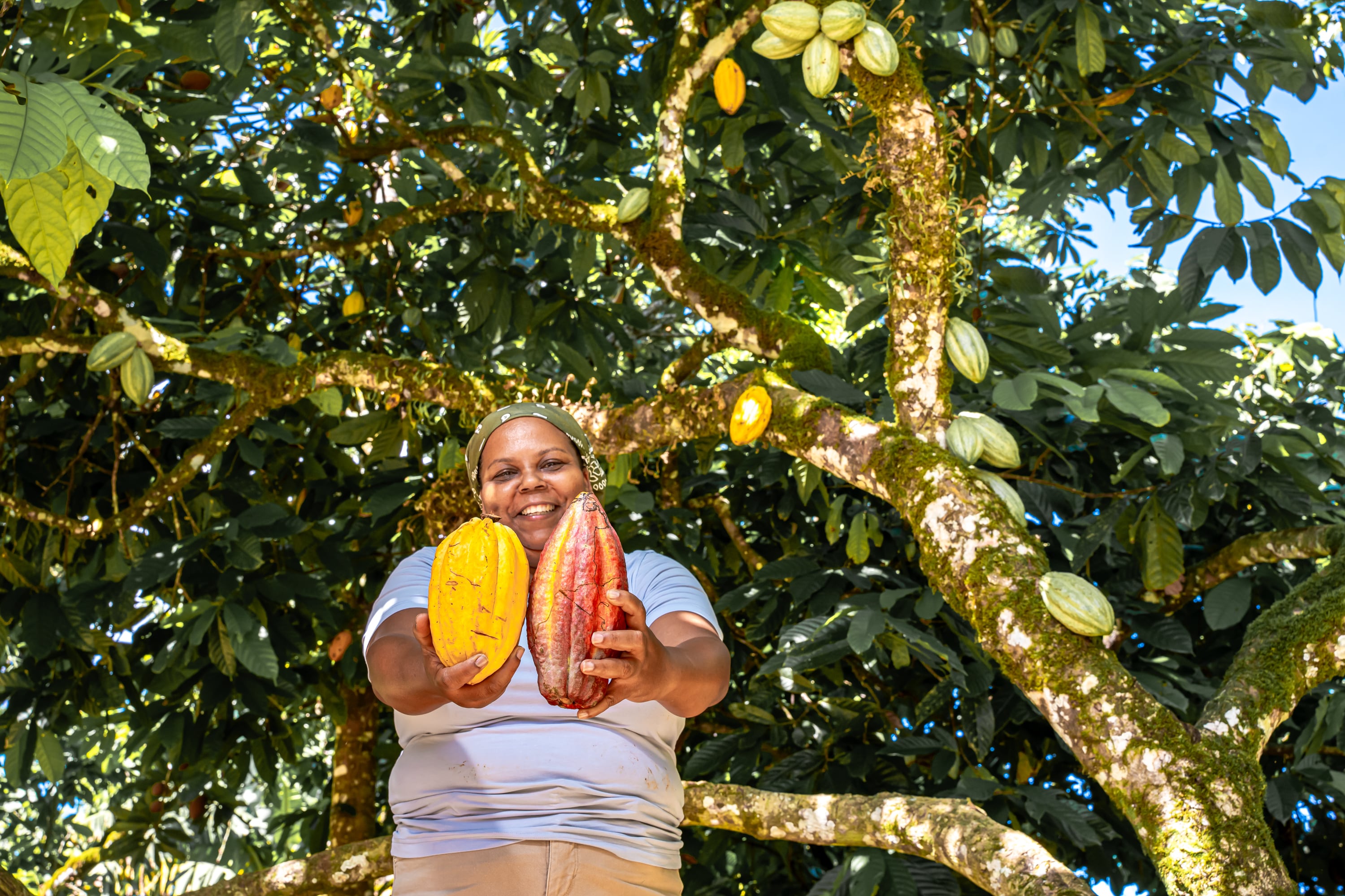 El fruto ‘de los dioses’ que mueve comunidades