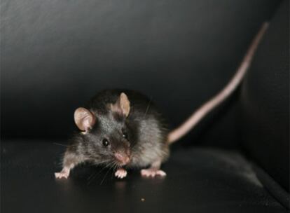 El ratón <i>Tiny,</i> nacido tras la obtención de células madre de nueva generación en China.