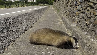 Un teixó atropellat en una carretera de Girona.