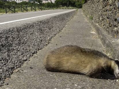 Un teixó atropellat en una carretera de Girona.