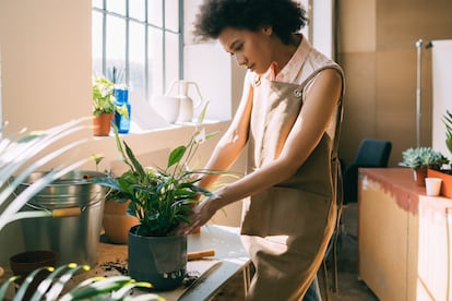 El espatifilo es una planta perenne con flores blancas y muy pocas necesidades.