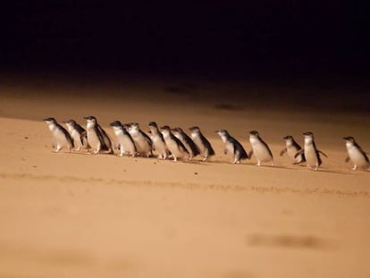 Pinguins-anões na costa sul da Austrália.