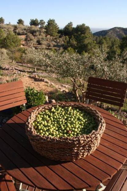 Freshly picked olives.