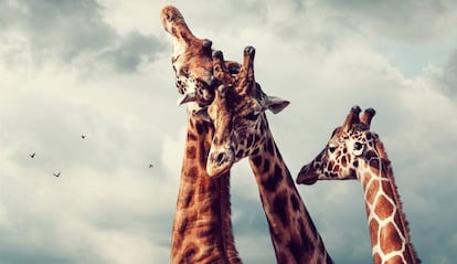 Fondo para Windows 10 con jirafas