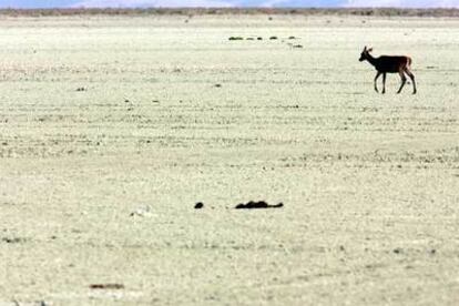 Un ciervo joven atraviesa el pasado lunes el lucio del Membrillo, en el parque de Doñana.