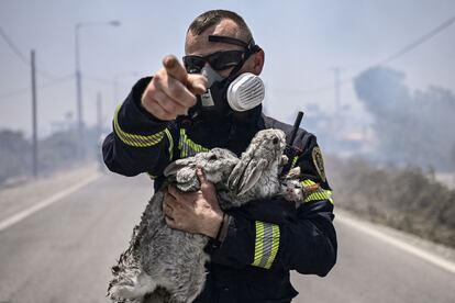 Un bombero sujeta un gato y dos conejos tras rescatarlos de un incendio entre los pueblos de Kiotari y Gennadi, en la isla griega de Rodas, este lunes.