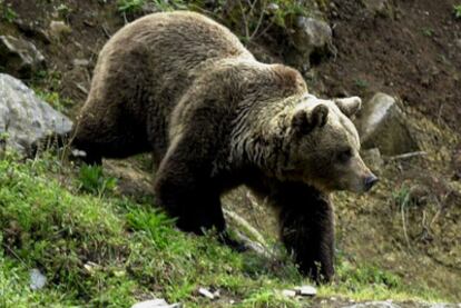 Uno de los osos que viven en estado de semi- libertad en un parque regional del concejo asturiano de Proaza (Asturias)