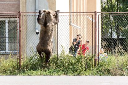 Un oso escala la valla del patio de una escuela en la ciudad de Csikszereda, (Rumanía). El animal entró en varias casas y mató una cabra antes de ser abatido por un cazador.