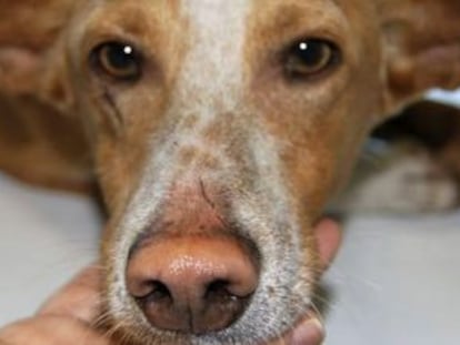 Un perro de caza atropellado, uno de los 50 casos documentados por las asociaciones desde el pasado mayo.