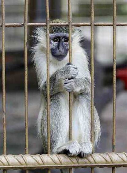 Un mono enjaulado en Safari Madrid.