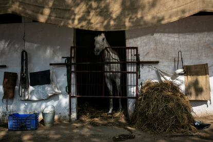 Un caballo se asoma por la puerta de un establo antes de la próxima carrera en Bombay (India).