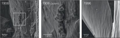 Imagen con microscopio electr&oacute;nico de las plumas de un gorri&oacute;n de campo de 1906 y otro de 1996. 