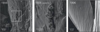 Imagem de microscópio eletrônico das penas de um pardal do campo de 1906 e outro de 1996