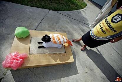 Pets-halloween-costumes-2009-10-15-6-11-24