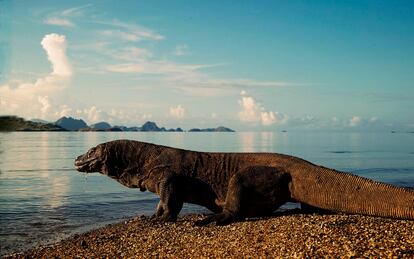 13 Apr 2004, Komodo, Komodo National Park, Indonesia --- Komodo Dragon, the world's largest lizard, strolling a beach seeking food on Komodo Island in Indonesia. --- Image by © Joe McDonald/Corbis