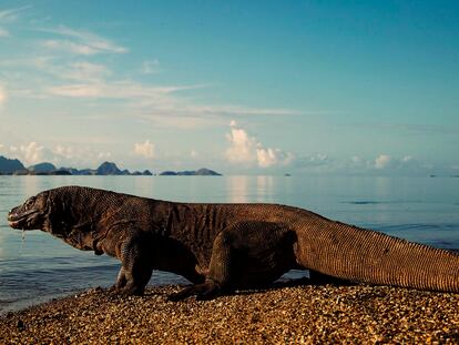 13 Apr 2004, Komodo, Komodo National Park, Indonesia --- Komodo Dragon, the world's largest lizard, strolling a beach seeking food on Komodo Island in Indonesia. --- Image by © Joe McDonald/Corbis