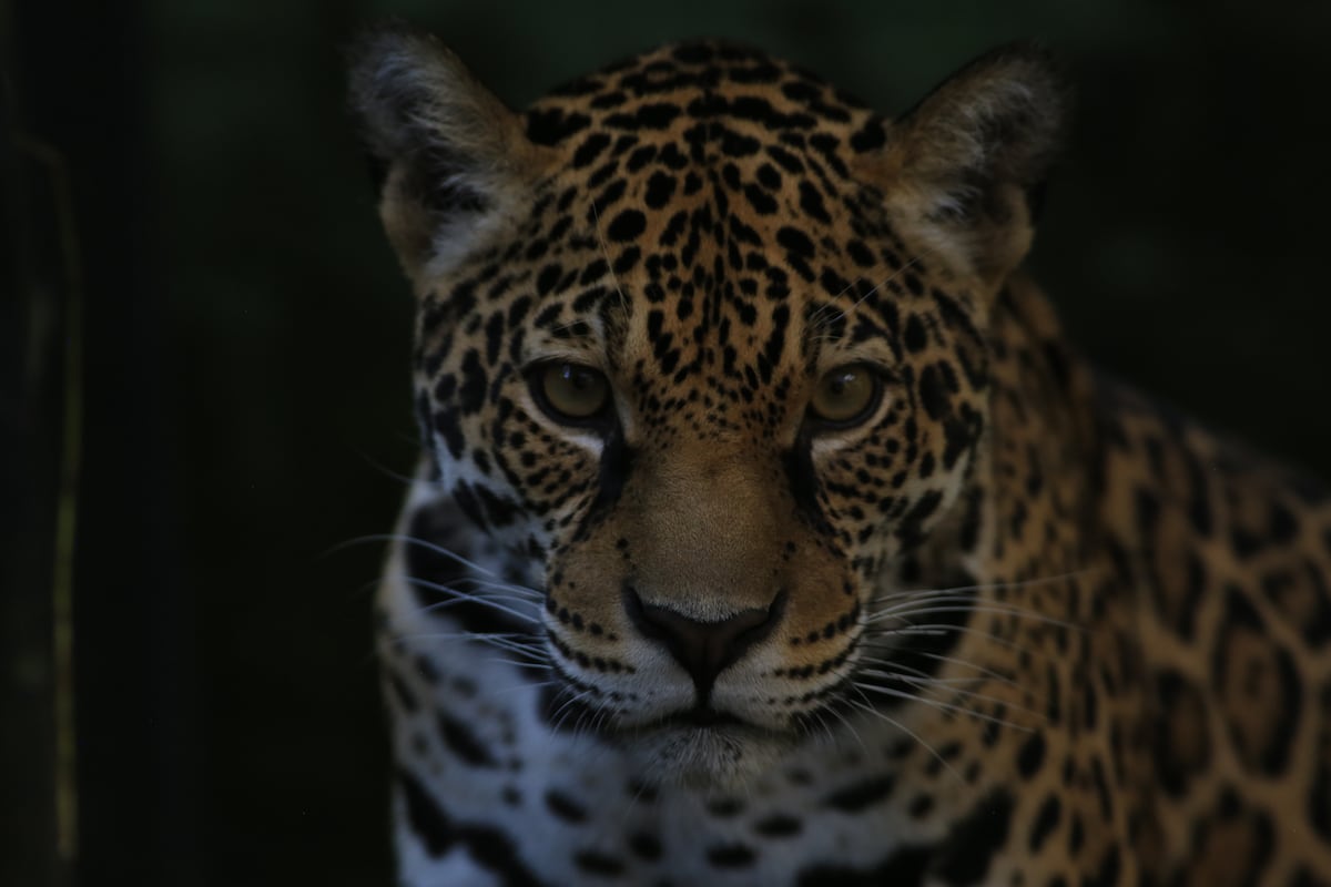 El corredor del jaguar: la apuesta para asegurar la supervivencia del mayor  felino de América | EL PAÍS América Colombia, image size:1200x800