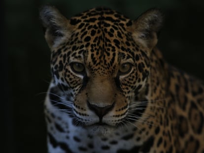 Un jaguar rescatado por tráfico de animales en la Fundación Santa Cruz en San Antonio, Cundinamarca (Colombia).