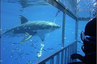 Un buzo mira un tiburón blanco en Sudáfrica.