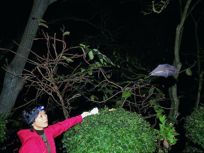 A virologista Shi Zhengli libera um morcego de uma caverna chinesa depois de lhe tirar sangue, em 2004.