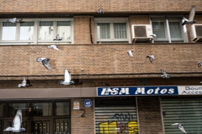 Una bandada de palomas vuelan por una calle de Madrid.