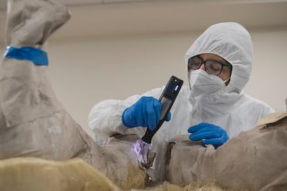 Un investigador toma muestras de polvo de dentina de un mamut.