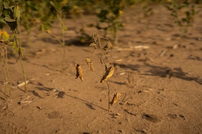 Plantas de soja afectadas por la sequía en Argentina, en marzo de este año.