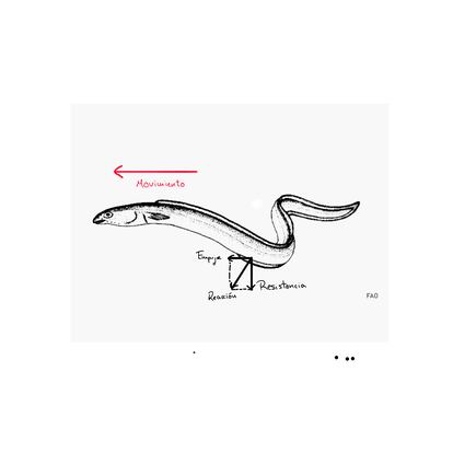 El movimiento de una anguila para ilustrar la teoría de Taylor.