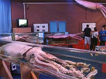Calamares gigantes en el Aula del Mar del Cepesma, en Luarca.