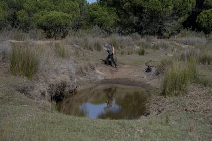 Un zacallón, en la laguna del Zahillo del parque.