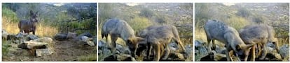 Images of the Guadarrama wolf pack provided by the Madrid regional government.